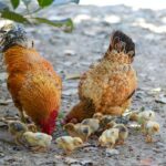 Guidelines On Raising Chickens  Important Points For Newbies