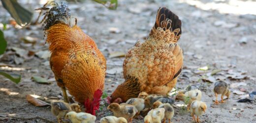 Guidelines On Raising Chickens – Important Points For Newbies