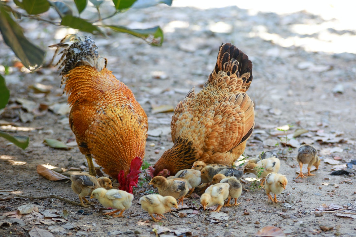 Guidelines On Raising Chickens – Important Points For Newbies